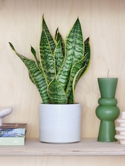 Beards & Daisies Cool Grey Snake Plant & Capri Pot - Image 1 of 3
