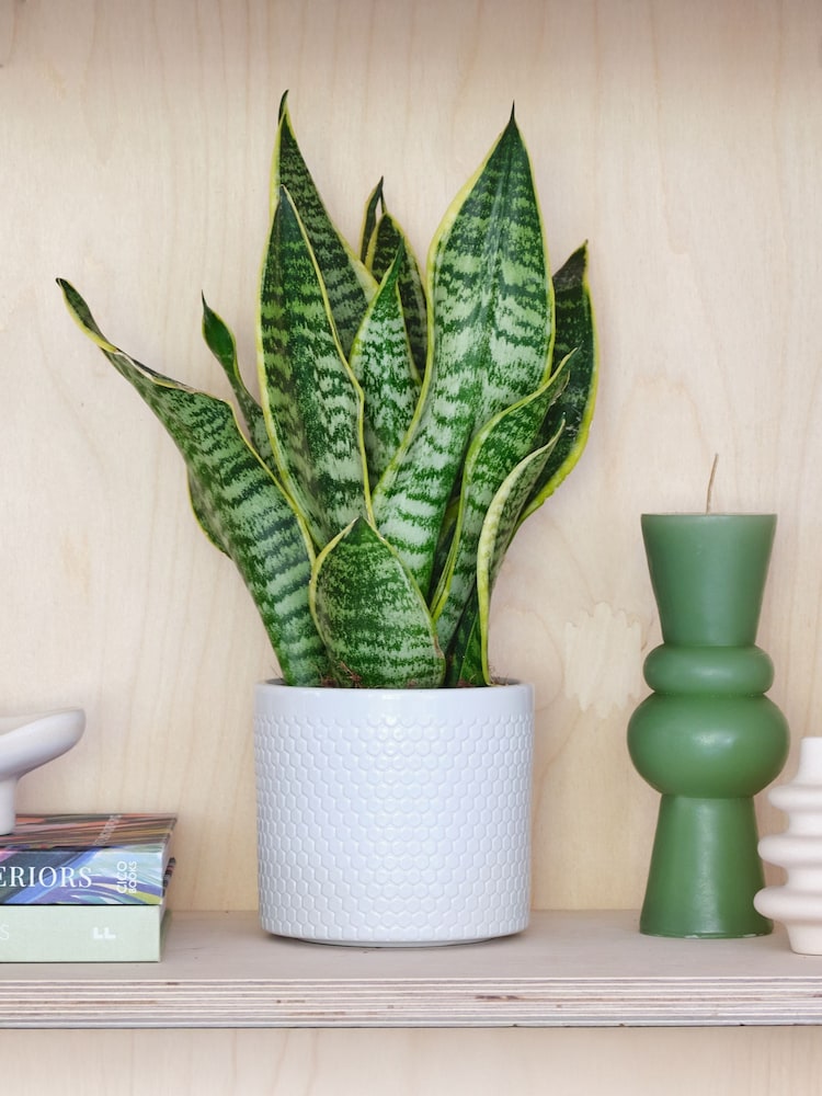 Beards & Daisies Cool Grey Snake Plant & Capri Pot - Image 1 of 3