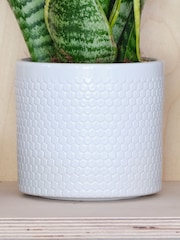 Beards & Daisies Cool Grey Snake Plant & Capri Pot - Image 3 of 3