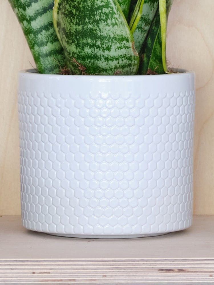 Beards & Daisies Cool Grey Snake Plant & Capri Pot - Image 3 of 3 Beards & Daisies Cool Grey Snake Plant & Capri Pot - Image 3 of 3