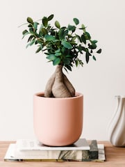 Beards & Daisies Pink Clay Ficus Ginseng & Earthenware Pot - Image 1 of 4