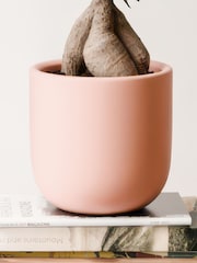 Beards & Daisies Pink Clay Ficus Ginseng & Earthenware Pot - Image 4 of 4