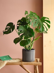 Beards & Daisies Granite Monstera & Capri Pot - Image 1 of 3