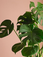 Beards & Daisies Granite Monstera & Capri Pot - Image 2 of 3