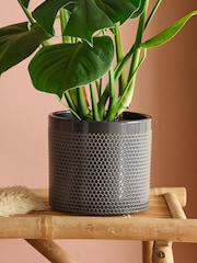 Beards & Daisies Granite Monstera & Capri Pot - Image 3 of 3