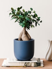 Beards & Daisies Inky Blue Ficus Ginseng & Earthenware Pot - Image 1 of 4