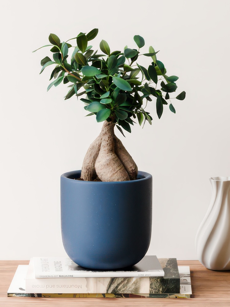 Beards & Daisies Inky Blue Ficus Ginseng & Earthenware Pot - Image 1 of 4