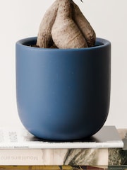 Beards & Daisies Inky Blue Ficus Ginseng & Earthenware Pot - Image 3 of 4