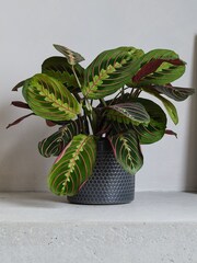 Beards & Daisies Granite Prayer Plant & Capri Pot - Image 1 of 3