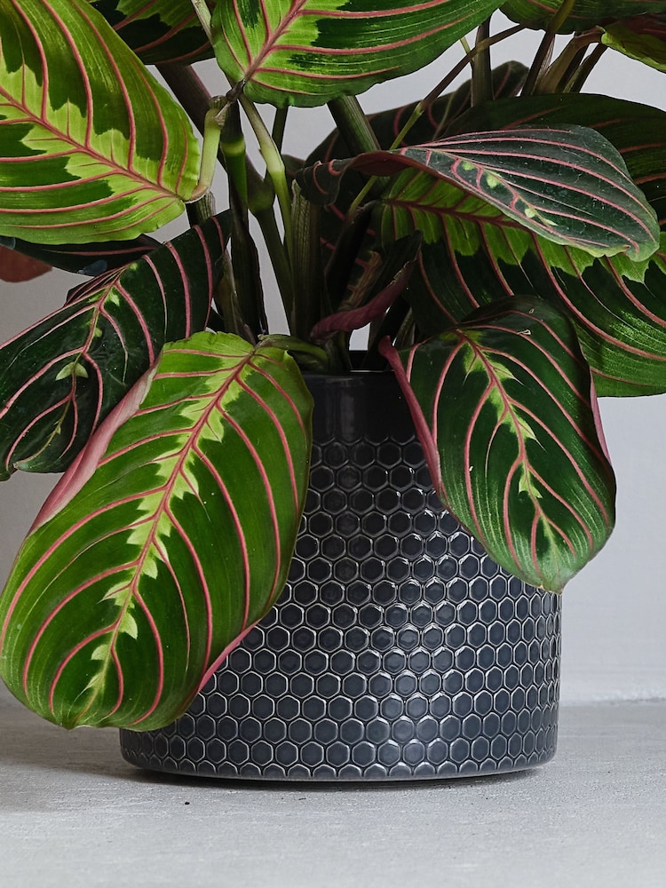 Beards & Daisies Granite Prayer Plant & Capri Pot - Image 3 of 3