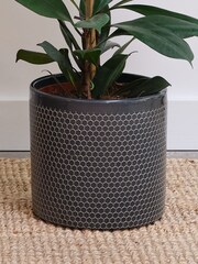 Beards & Daisies Granite African Fig & Capri Pot - Image 3 of 3