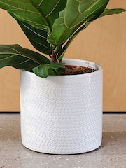 Beards & Daisies Cool Grey Fiddle Leaf Fig & Capri Pot - Image 3 of 3