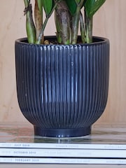 Beards & Daisies Navy ZZ Plant & Ribbed Pot - Image 3 of 3