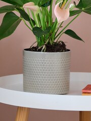 Beards & Daisies Light Green Peach Anthurium & Capri Pot - Image 3 of 3