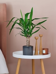 Beards & Daisies Granite Yucca Plant & Capri Pot - Image 1 of 3