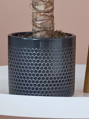 Beards & Daisies Granite Yucca Plant & Capri Pot - Image 3 of 3