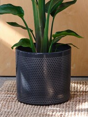 Beards & Daisies Granite Bird of Paradise & Capri Pot - Image 3 of 3