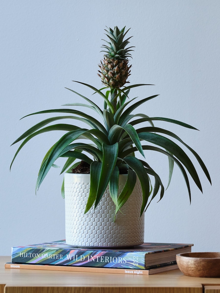 Beards & Daisies Cool Grey Pineapple Plant & Capri Pot - Image 1 of 3