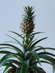 Beards & Daisies Cool Grey Pineapple Plant & Capri Pot - Image 2 of 3