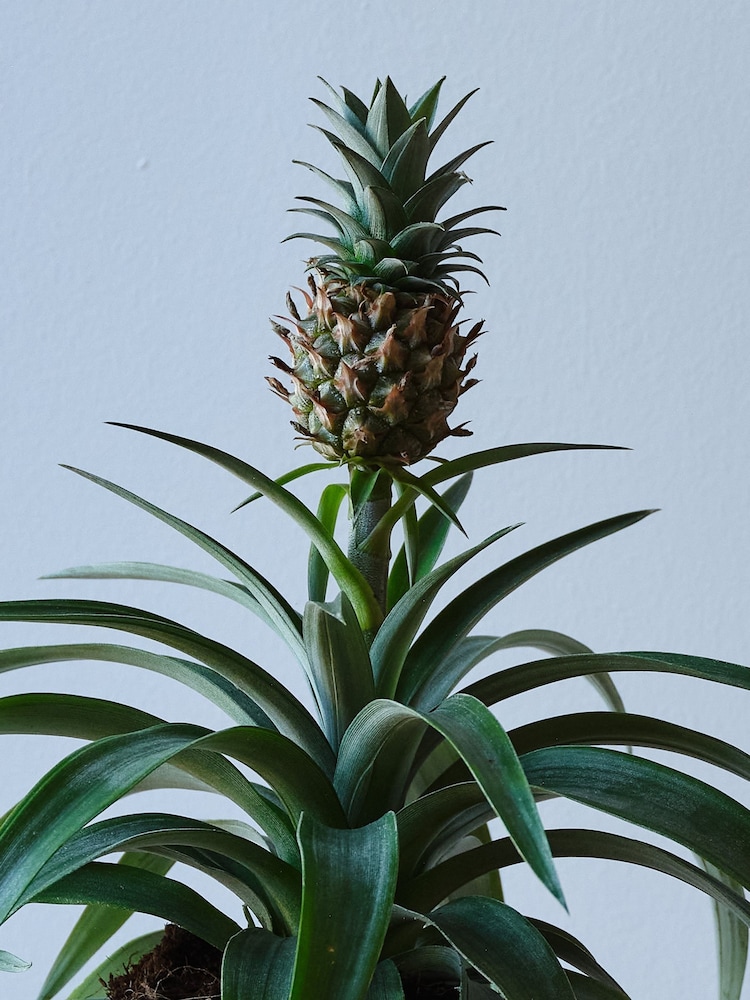 Beards & Daisies Cool Grey Pineapple Plant & Capri Pot - Image 2 of 3