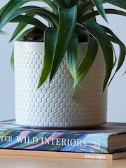 Beards & Daisies Cool Grey Pineapple Plant & Capri Pot - Image 3 of 3