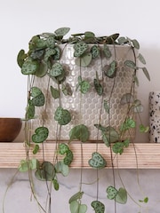 Beards & Daisies Light Green String of Hearts & Capri Pot - Image 3 of 3