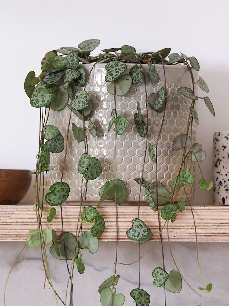 Beards & Daisies Light Green String of Hearts & Capri Pot - Image 3 of 3