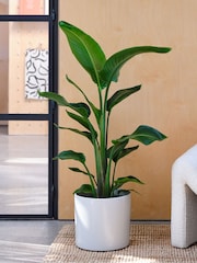 Beards & Daisies Cool Grey Bird of Paradise & Capri Pot - Image 1 of 3