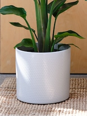 Beards & Daisies Cool Grey Bird of Paradise & Capri Pot - Image 3 of 3