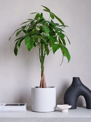 Beards & Daisies Cool Grey Money Tree & Capri Pot - Image 1 of 4