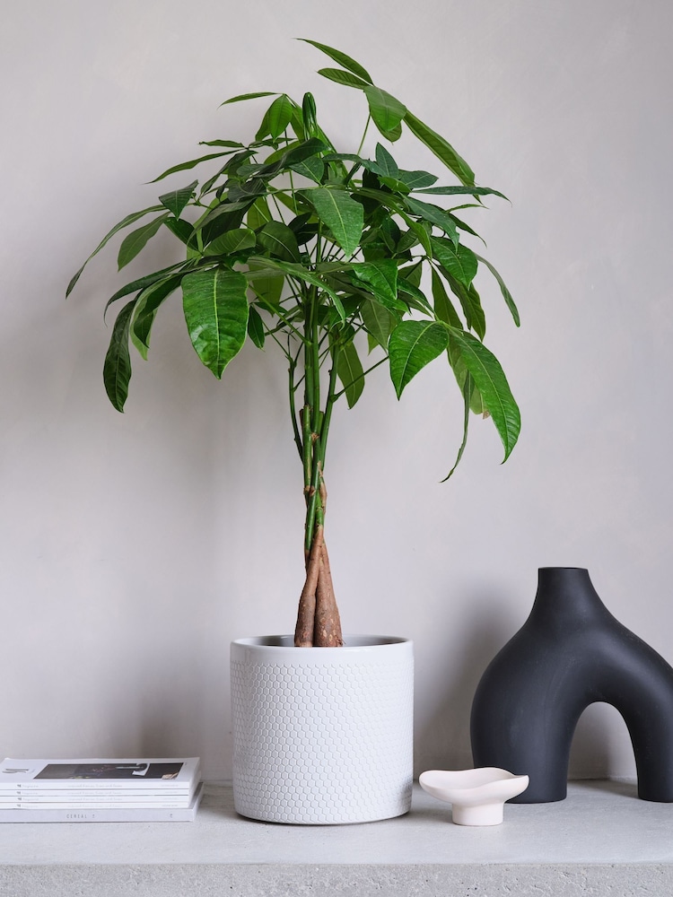 Beards & Daisies Cool Grey Money Tree & Capri Pot - Image 1 of 4