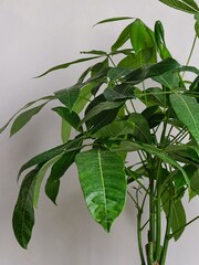 Beards & Daisies Cool Grey Money Tree & Capri Pot - Image 2 of 4