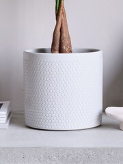 Beards & Daisies Cool Grey Money Tree & Capri Pot - Image 4 of 4
