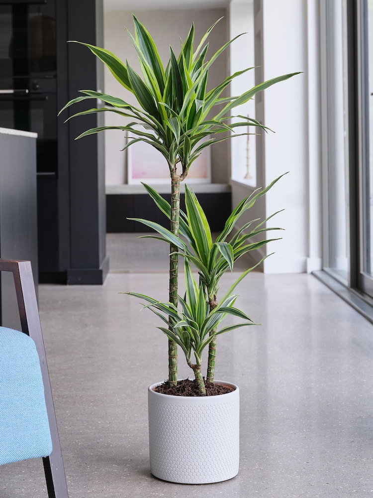 Beards & Daisies Cool Grey Dracaena Lemon Lime & Capri Pot - Image 1 of 3