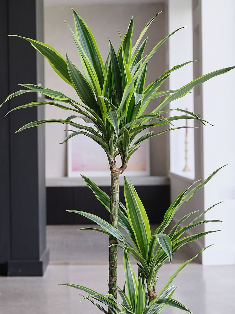 Beards & Daisies Cool Grey Dracaena Lemon Lime & Capri Pot - Image 2 of 3 Beards & Daisies Cool Grey Dracaena Lemon Lime & Capri Pot - Image 2 of 3