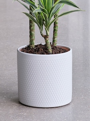 Beards & Daisies Cool Grey Dracaena Lemon Lime & Capri Pot - Image 3 of 3