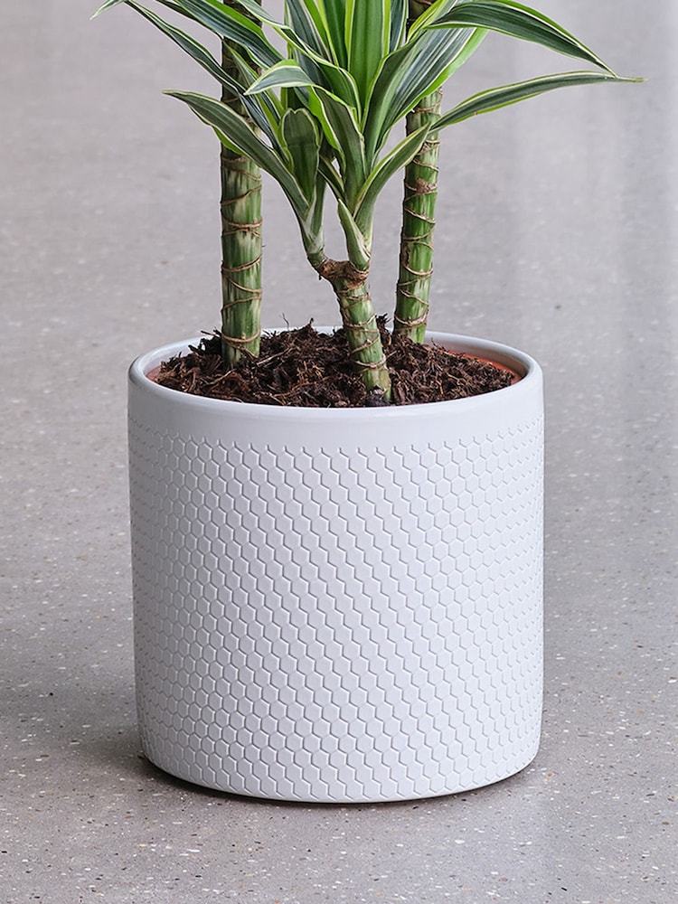 Beards & Daisies Cool Grey Dracaena Lemon Lime & Capri Pot - Image 3 of 3
