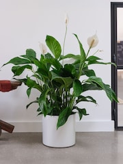 Beards & Daisies Cool Grey Peace Lily & Capri Pot - Image 1 of 3