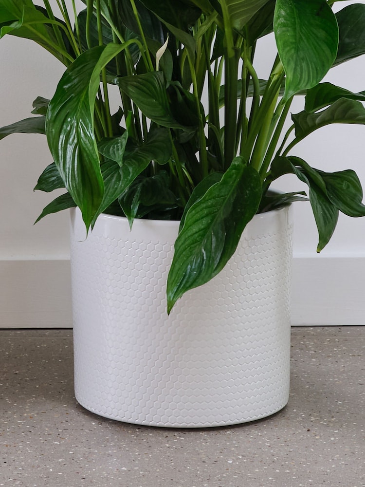 Beards & Daisies Cool Grey Peace Lily & Capri Pot - Image 3 of 3