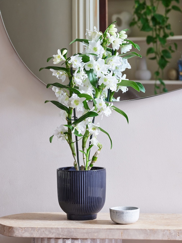 Beards & Daisies Navy Orchid & Ribbed Pot - Image 1 of 3 Beards & Daisies Navy Orchid & Ribbed Pot - Image 1 of 3