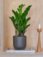 Beards & Daisies Graphite ZZ Plant and Earthenware Pot - Image 1 of 3