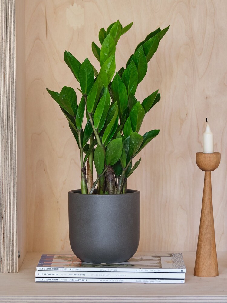 Beards & Daisies Graphite ZZ Plant and Earthenware Pot - Image 1 of 3 Beards & Daisies Graphite ZZ Plant and Earthenware Pot - Image 1 of 3