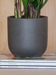 Beards & Daisies Graphite ZZ Plant and Earthenware Pot - Image 3 of 3