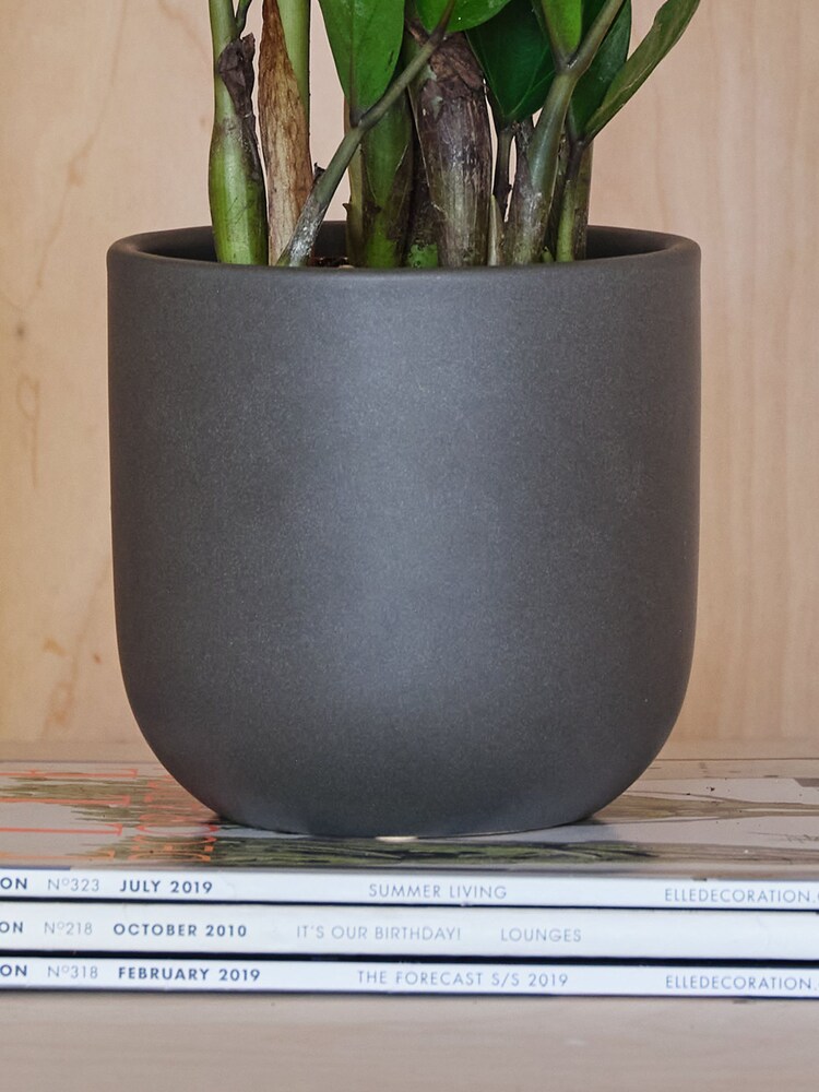 Beards & Daisies Graphite ZZ Plant and Earthenware Pot - Image 3 of 3 Beards & Daisies Graphite ZZ Plant and Earthenware Pot - Image 3 of 3