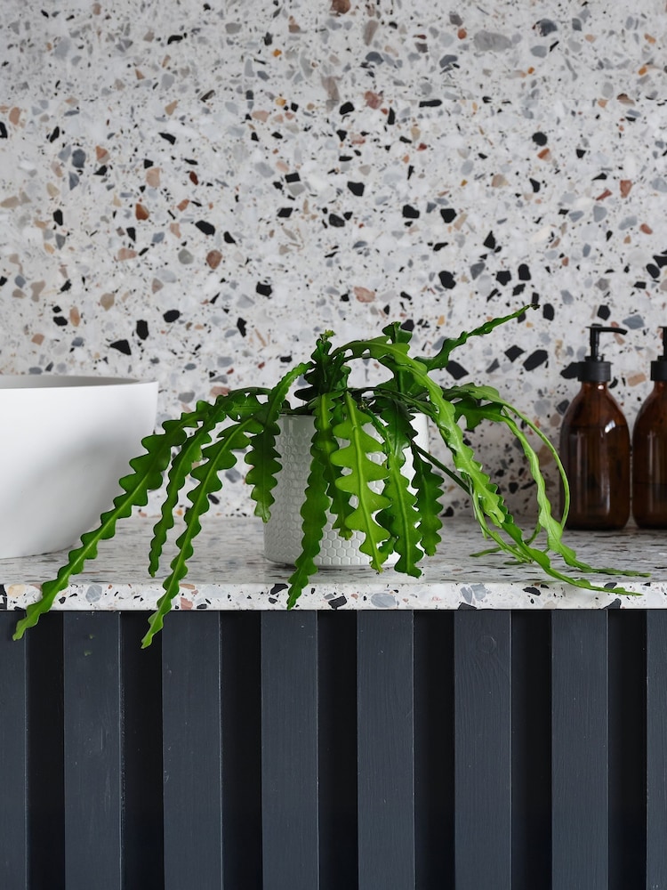 Beards & Daisies Cool Grey Fishbone Cactus & Capri Pot - Image 1 of 3