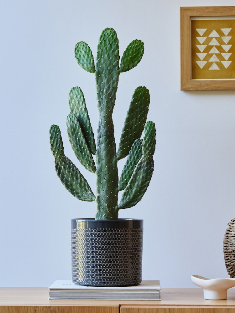Beards & Daisies Granite Cowboy Cactus and Capri Pot - Image 1 of 3