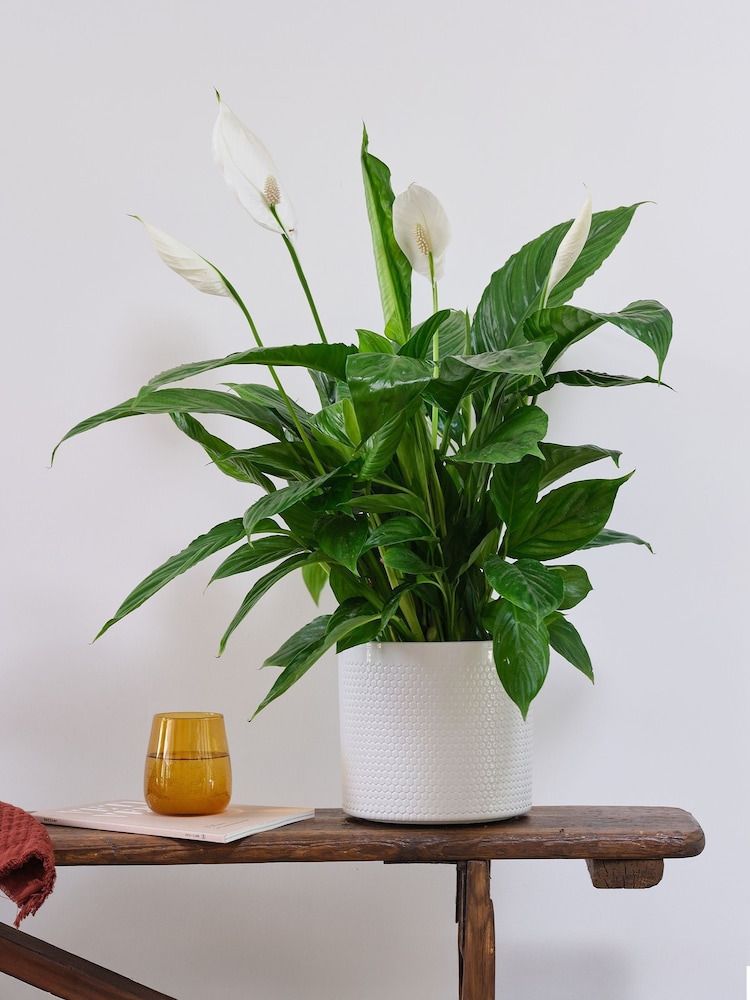 Beards & Daisies Cool Grey Peace Lily & Capri Pot - Image 1 of 3
