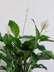 Beards & Daisies Cool Grey Peace Lily & Capri Pot - Image 2 of 3
