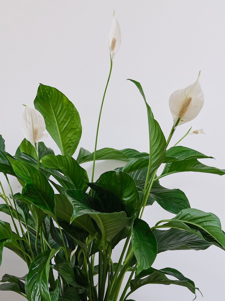 Beards & Daisies Cool Grey Peace Lily & Capri Pot - Image 2 of 3