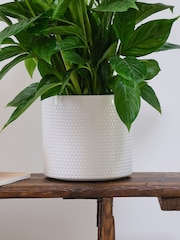 Beards & Daisies Cool Grey Peace Lily & Capri Pot - Image 3 of 3